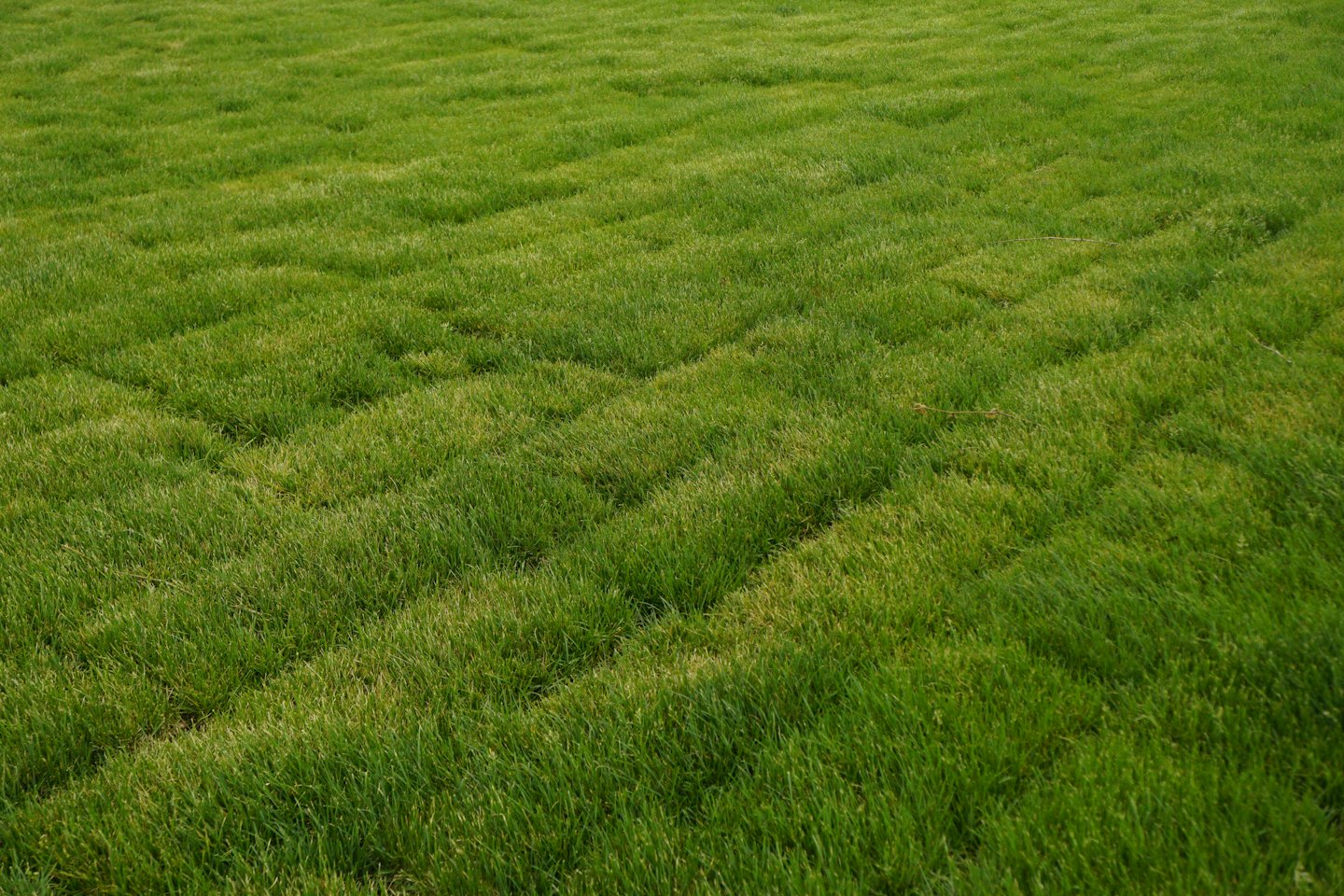 Neatly mown grass with distinct striped mowing patterns.