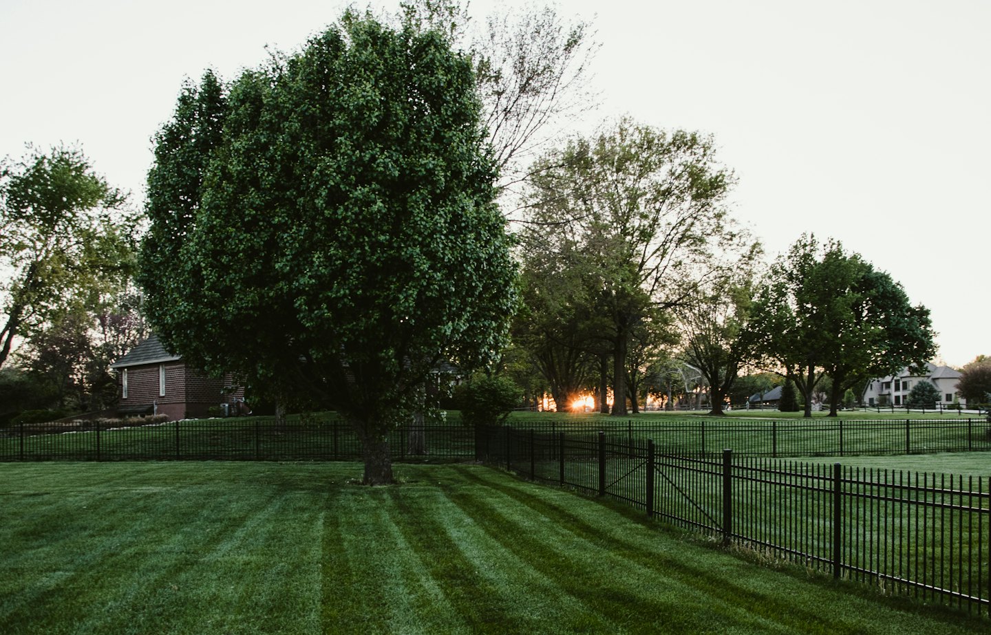 Striped green lawn bordered by a black fence and large tree.