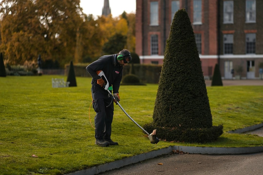 Landscaper trims green lawn next to topiary bush.